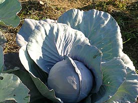 Purple Cabbage in morning dew