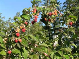 Raspberry Arch