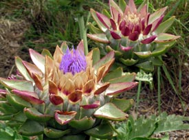 Artichoke Blossoms