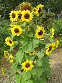 Sunflowers