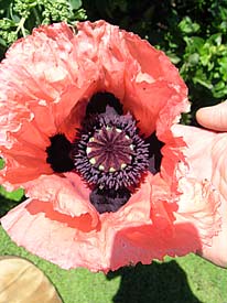 Poppy Blossom