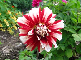 Candy Cane Dahlia