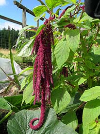 Amaranth