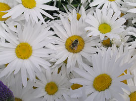 Shasta Daisies