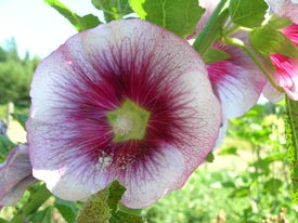 Creme de Cassis Hollyhock