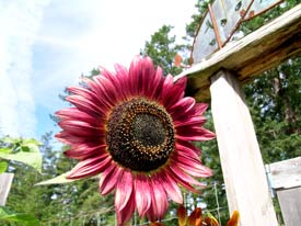 Floristan Sunflower