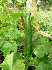 Hanging Cucumber