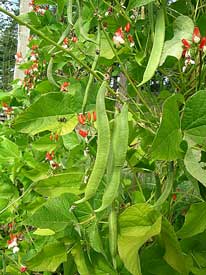 Scarlet Runner Beans