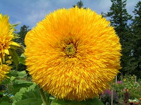 Teddy Bear Sunflower