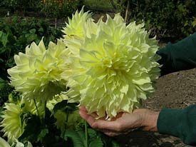 Dinner Plate Dahlia