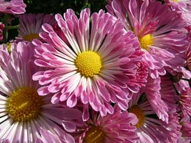 Chrysanthemums