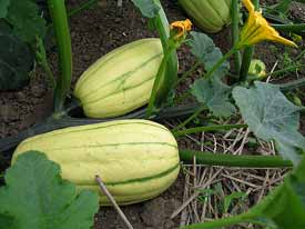 Delicata Squash