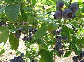 First crop of Blueberries