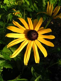 Blackeyed Susan