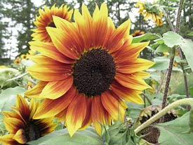 The Joker Sunflower