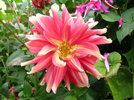 Dahlia