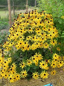 Blackeyed Susans