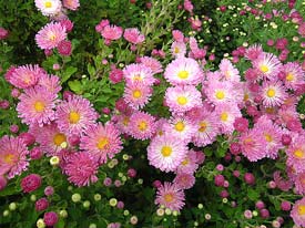 Chrysanthemums