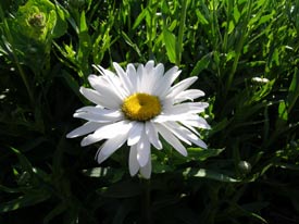 Shasta Daisy