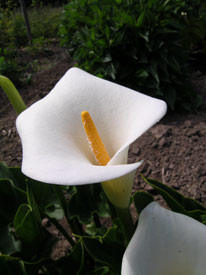 Calla Lilly