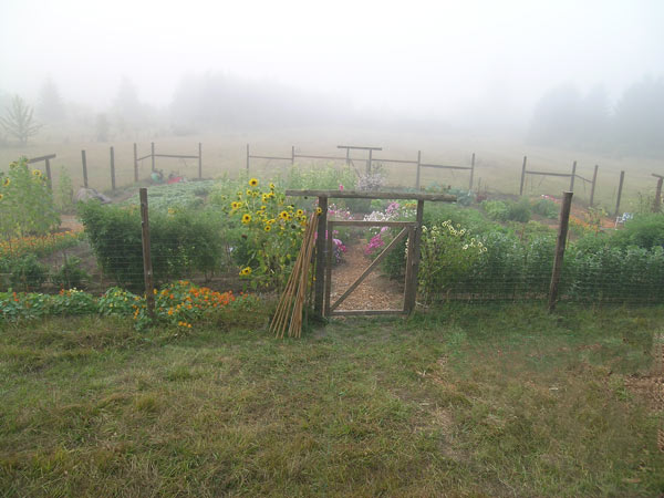 foggy fall garden